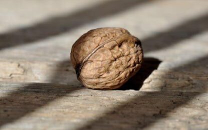 Walnut Market Update report
