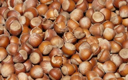 Hazelnut Market Report