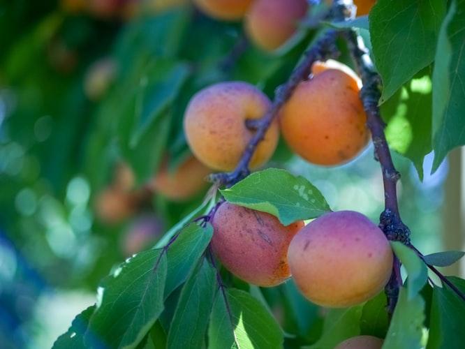 February Market Report – Apricots