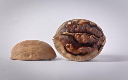 January Review – California Walnut Market Report & Crop Update