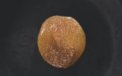 Apricot New Crop – Is a frost on it’s way?