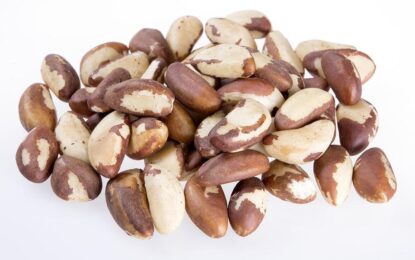 Brazil nut market update