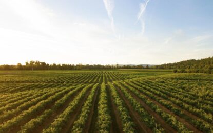 Turkish Vineyard Observations – May Summary