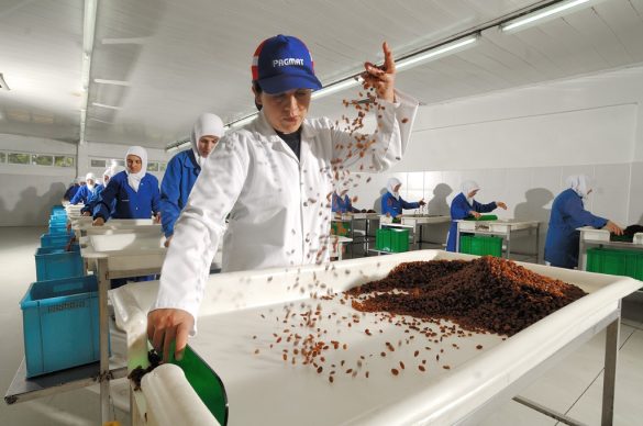 quality check on vine fruit by a worker