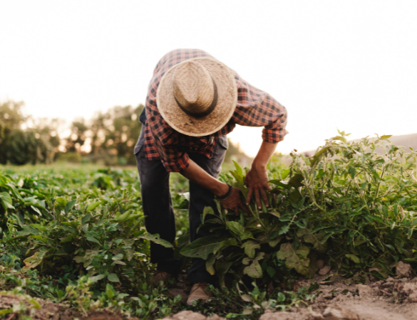 sustainability practices with farmers