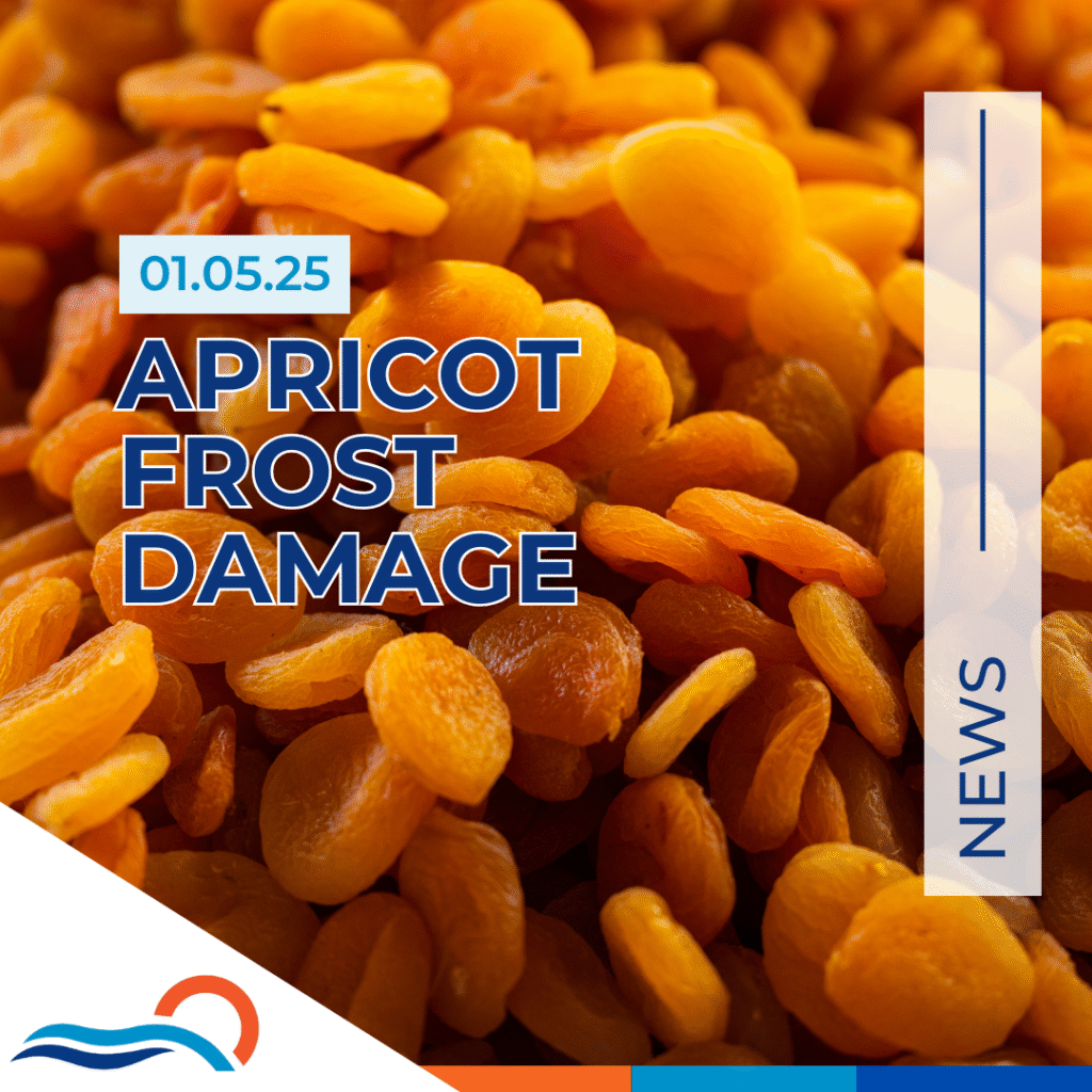 Chinese Bean Market Report news dried apricot piled up