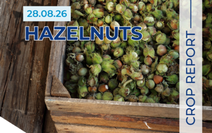 Hazelnut Crop Update 28.08.26