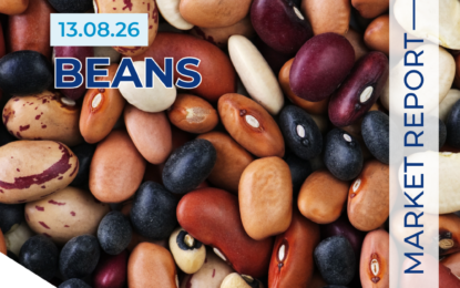 Beans Market Update 13.08.26