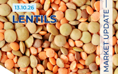 Lentil Market Forecast 13.10.26