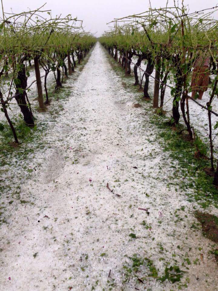 Oh Hail No.... Further bad new with the progress of the new Turkish vine crop....