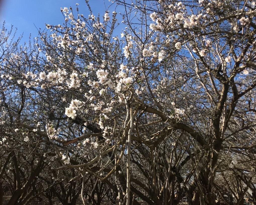 Almond bloom already started early in California