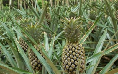 Pineapple Update January 2020