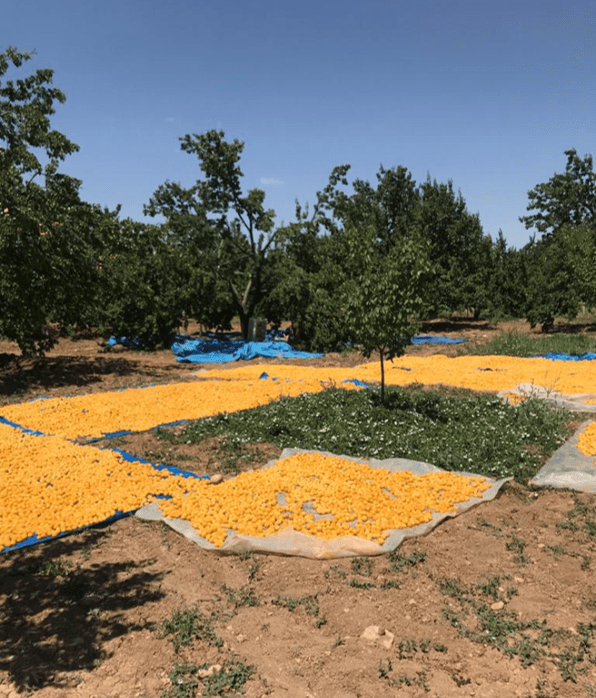 Turkish Apricot Harvest Report