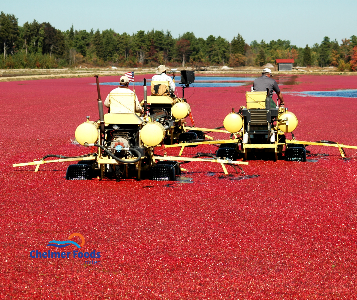 Major decrease in dried cranberry production