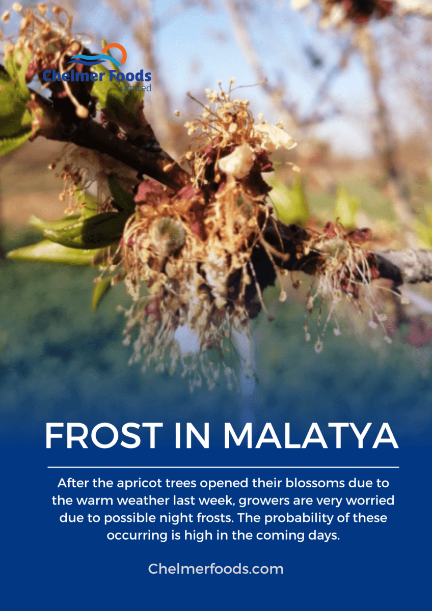 Apricots: frost is a real fear for growers in Malatya