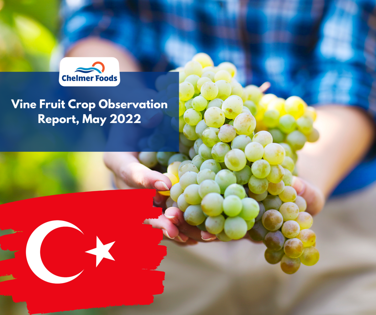 Vine Fruit Crop Observation, Turkey May 2022