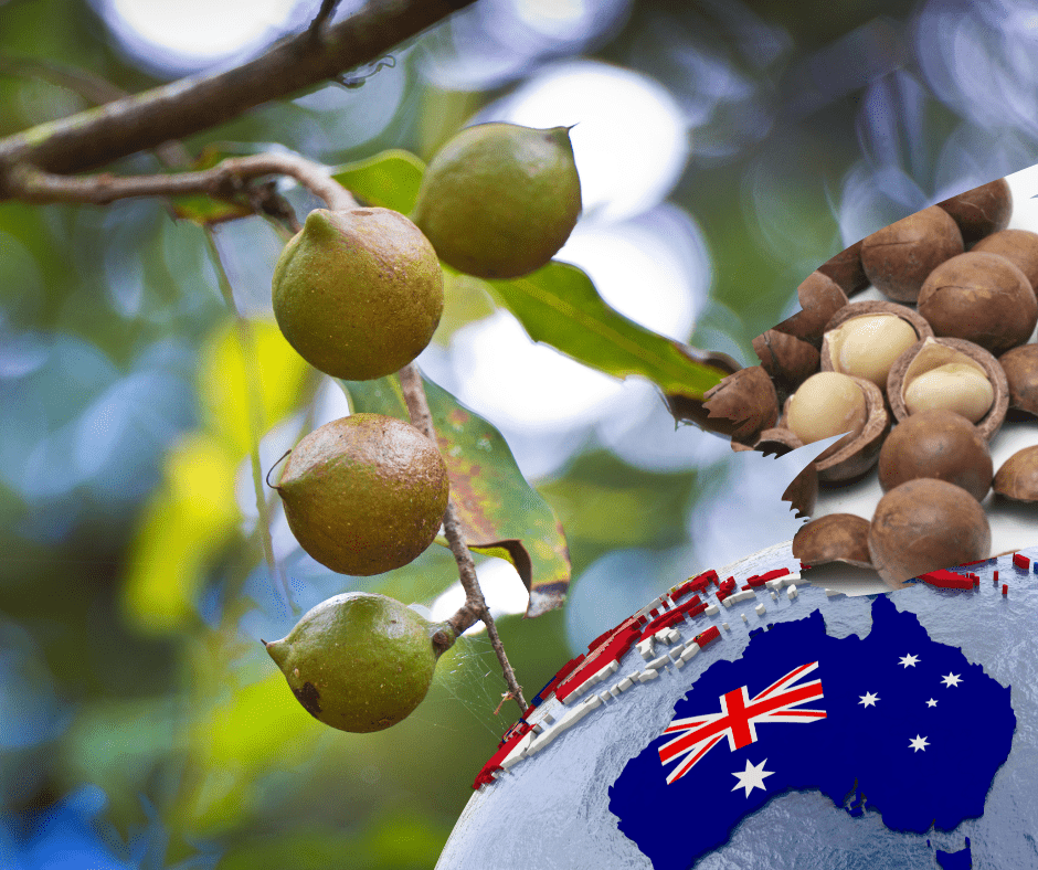 Macadamias: Australia cuts estimates