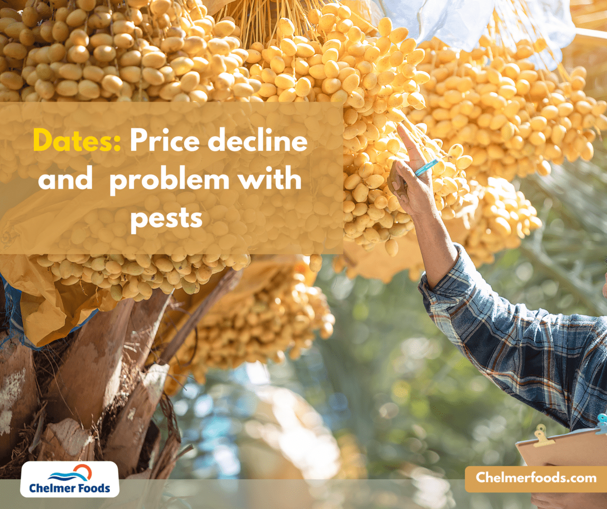 Dates: Price decline and pests problem