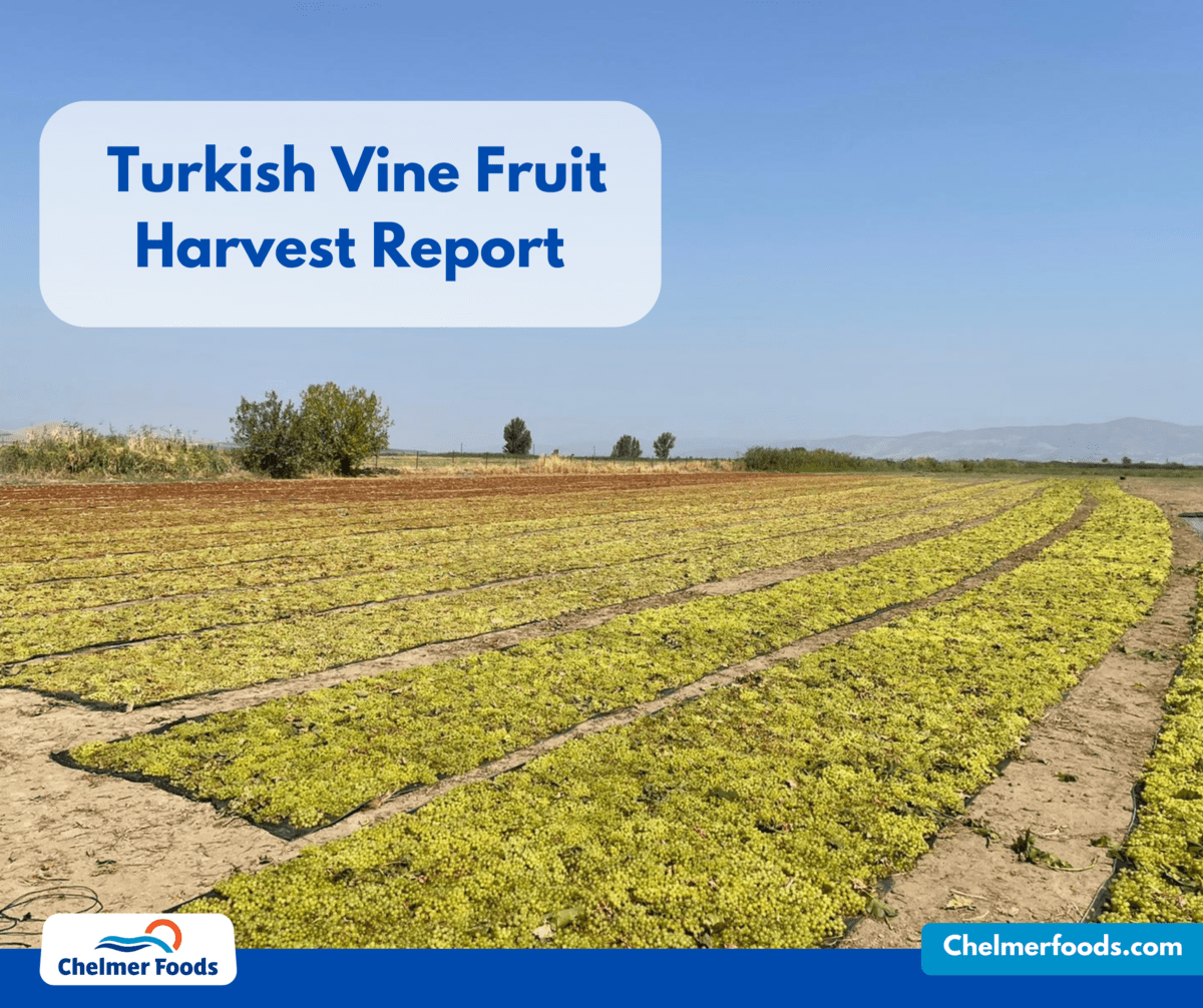 Turkish Vine Fruit Harvest Report, 26.08.2022