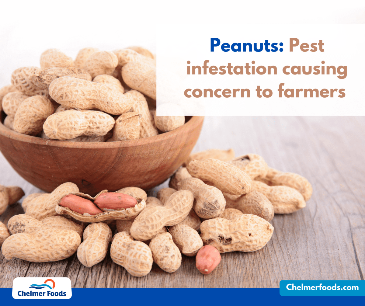 Peanuts: Pest infestation causing concern to farmers