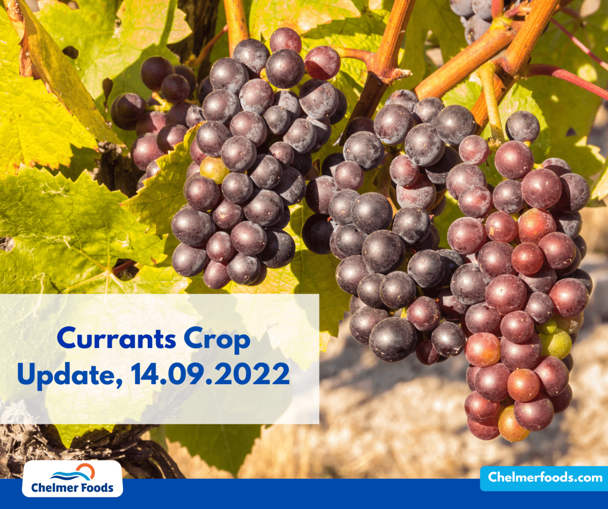 Greek Currants Crop Update, 14.09.2022