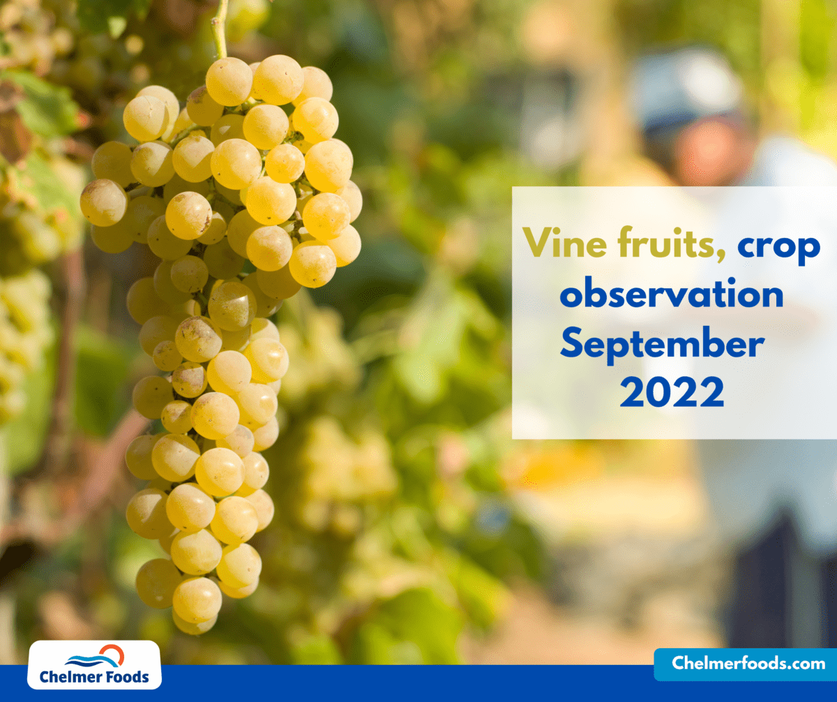 Vine Fruit, crop observation September 2022