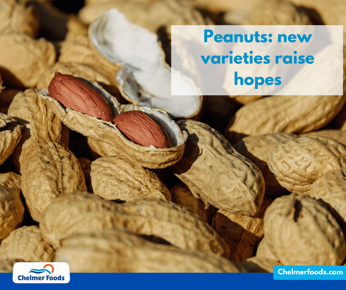 Peanuts: new varieties raise hopes