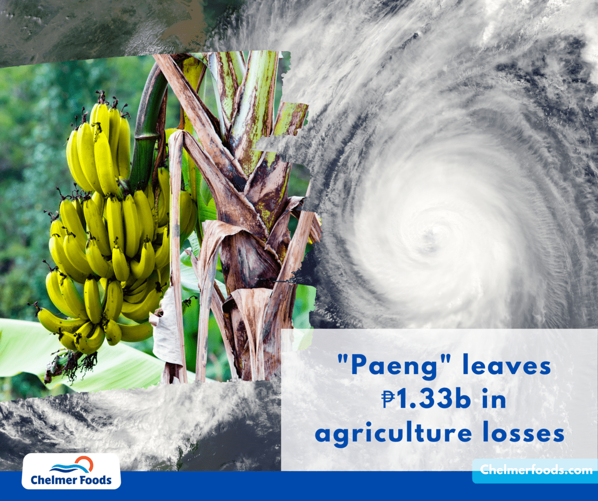 Banana Chips - Severe Tropical Storm 'Paeng'