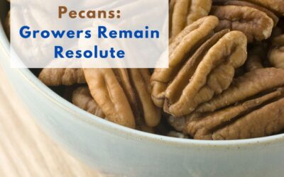 Pecans: Growers remain resolute