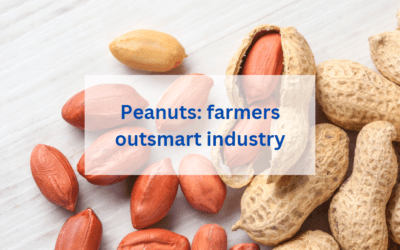 Peanuts: farmers outsmart industry