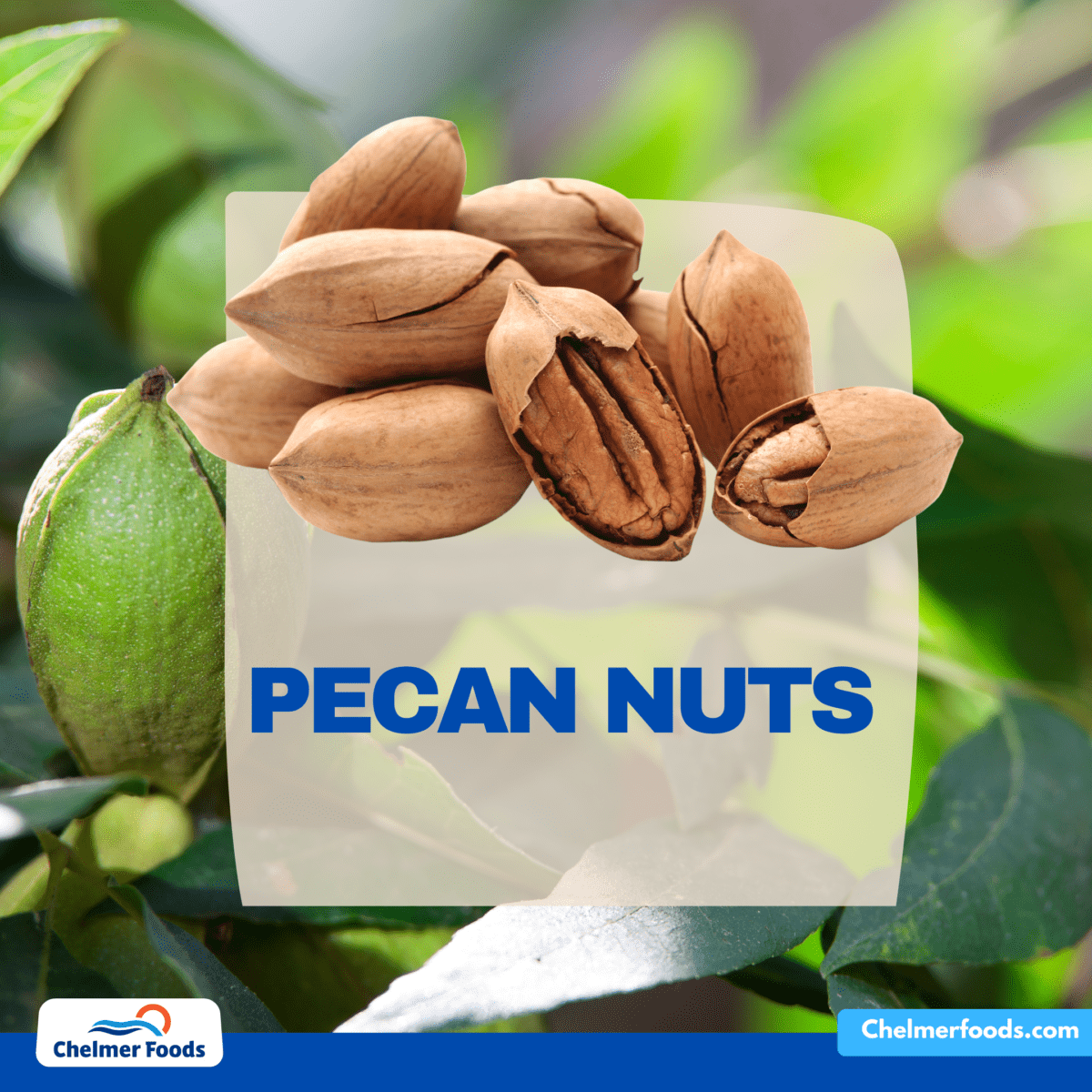 Pecan Nuts, market update 10.02.2023