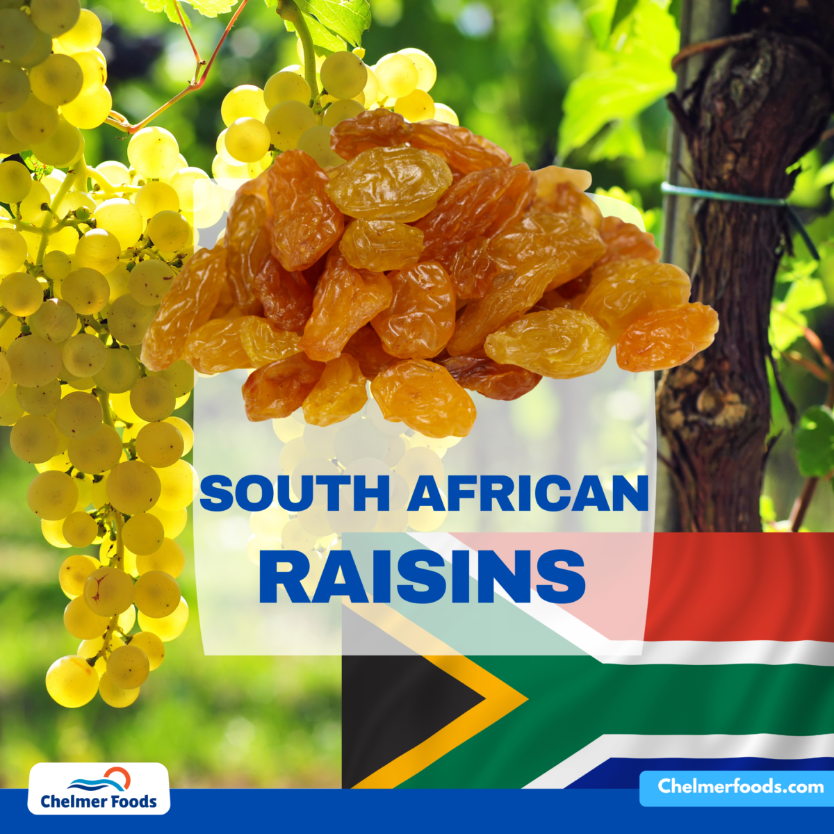 South African Thompson Raisins, Crop Report