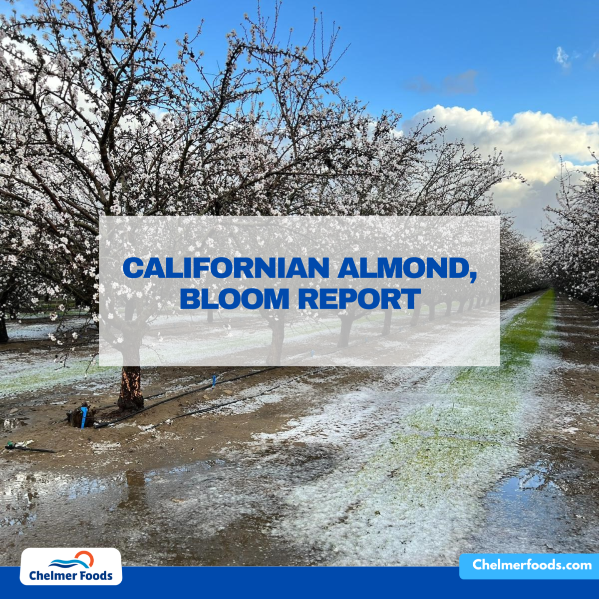 Californian Almond, bloom report, March 2023