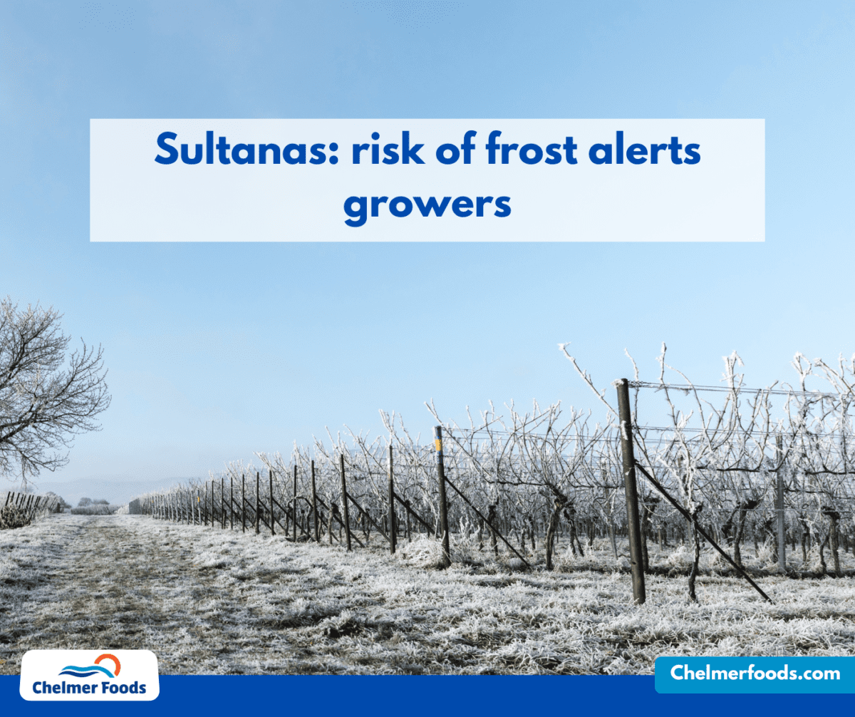 Sultanas: risk of frost alerts growers