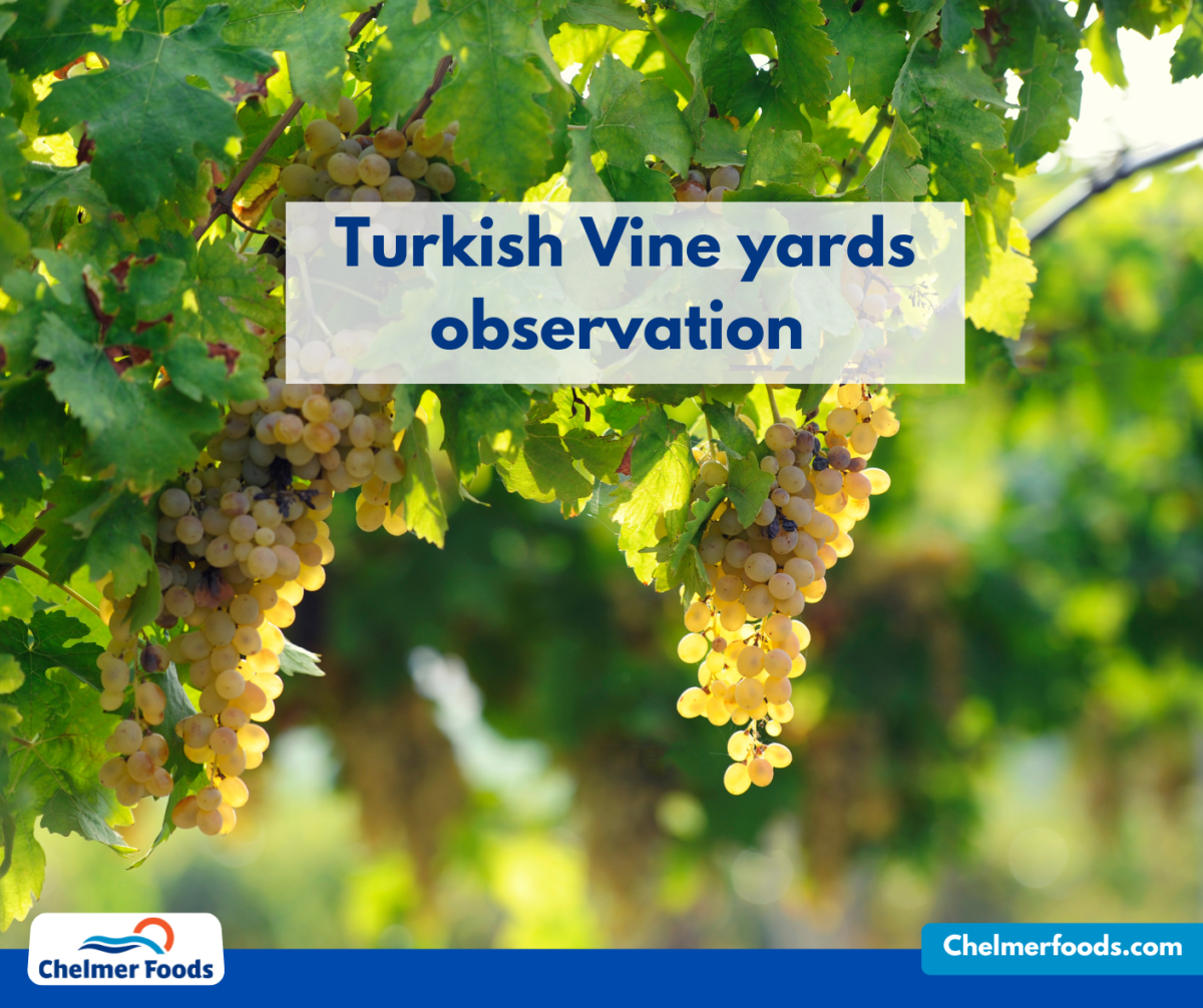 Turkish Vine yards observation, April 2023
