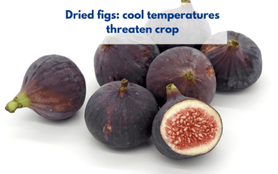 Dried figs: cool temperatures threaten crop
