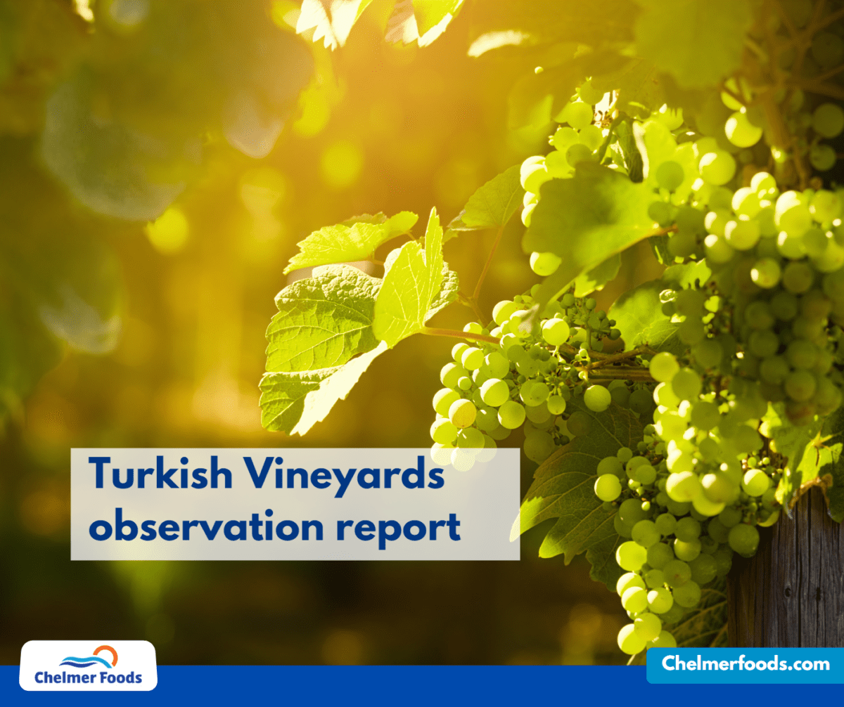 Turkish Vineyards observation report, 5th June 2023