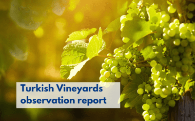 Turkish Vineyards observation report, 5th June 2023
