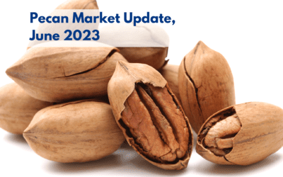 Pecan Nuts Market Update, June 2023