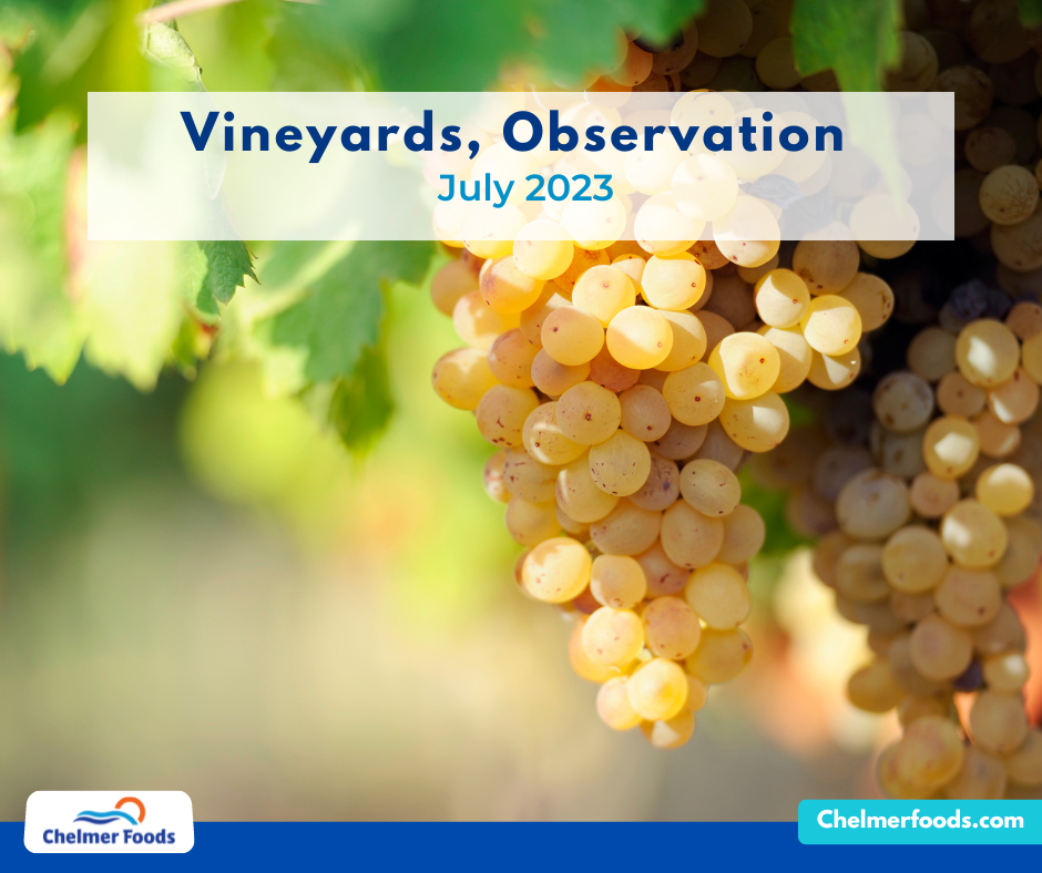 Vineyard Observation, July 2023