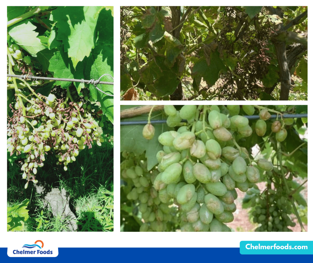 Turkish Vine Fruits, Crop Report 24.07.2023