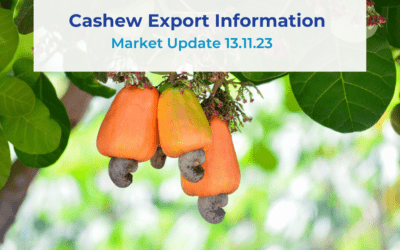 Cashew Market Information 13.11.23
