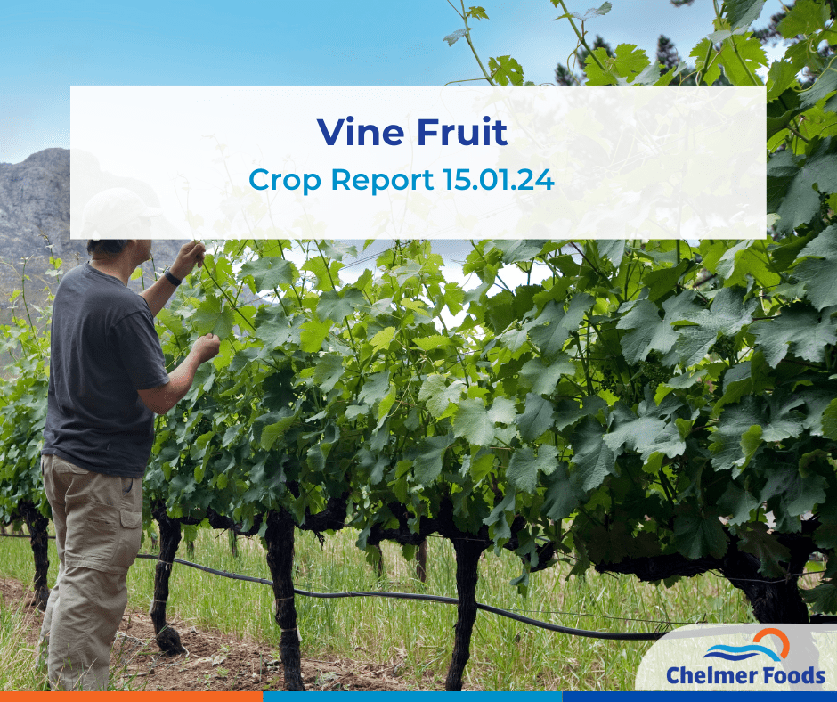 Vine Fruit Crop Report 15.01.24