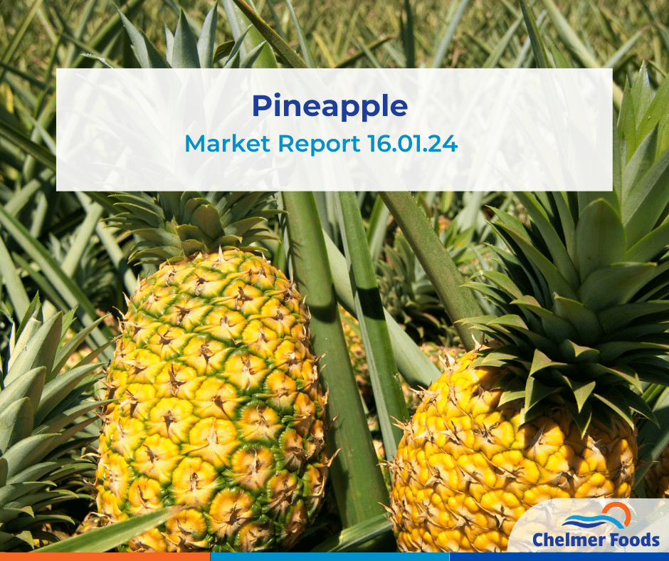Pineapple market report 16.01.24