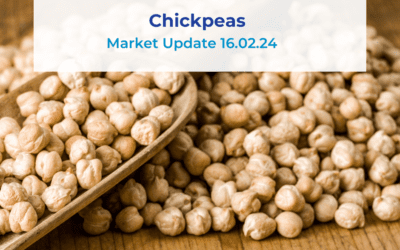 Chickpeas Update 16.02.24