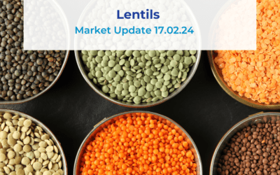 Lentils Update 17.02.24