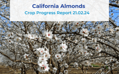 Almond Crop Progress Report 21.02.24