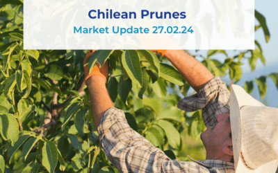 Chilean Prunes Update 27.02.24