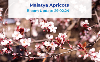 Malatya Apricots Bloom Update 29.02.24