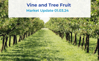 Vine Fruits and Tree Fruits Update 01.03.24